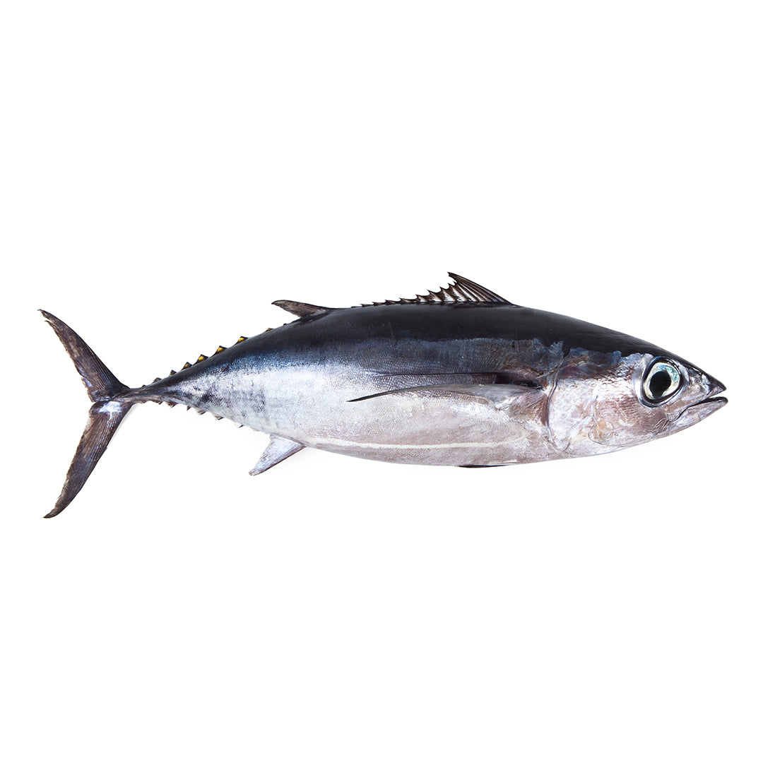 Albacore Frozen Fillet (Thon Albacore) 200g