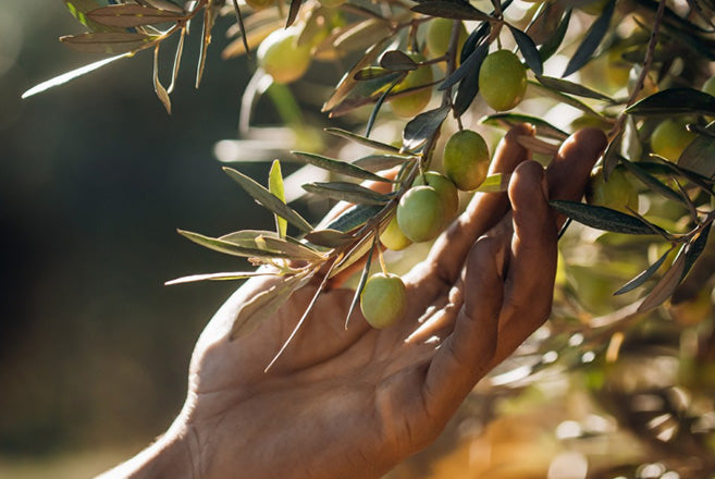 A singular Provençal terroir
