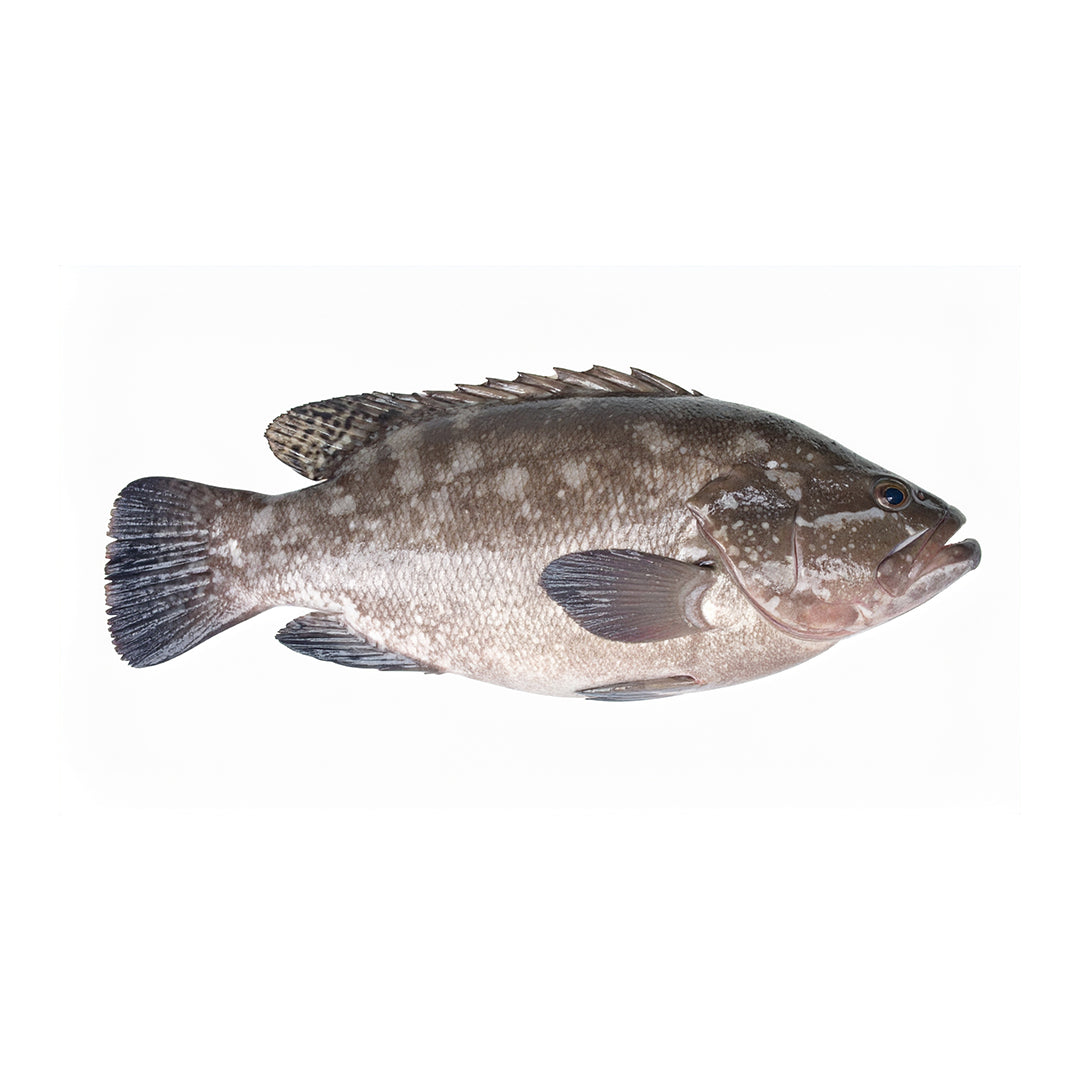 Wild White Grouper Frozen Fillet (Mérou Blanc) 200g